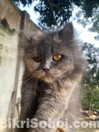 Parisian cat